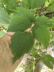 Rubus occidentalis