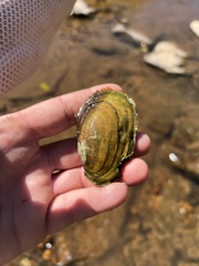 Potamilus fragilis