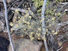 Ericameria nauseosa bernardina