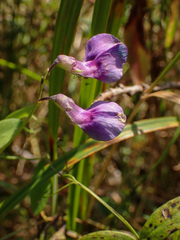 Lathyrus palustris