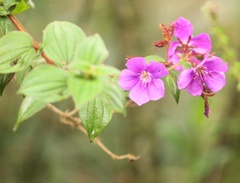 Tibouchina