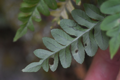 Polypodium hesperium