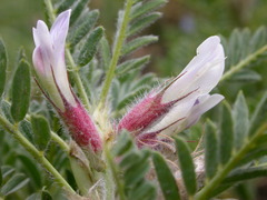 Astragalus sempervirens
