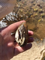 Ptychobranchus foremanianus