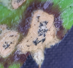 Septoria erigerontis