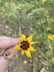 Coreopsis tinctoria
