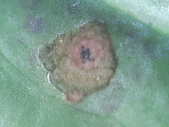 Septoria erigerontis