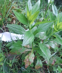 Septoria erigerontis