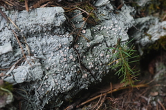 Icmadophila ericetorum