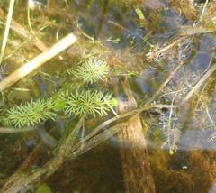 Utricularia intermedia