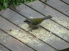 Saltator similis