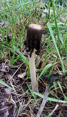 Coprinopsis picacea