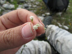 Florestina simplicifolia