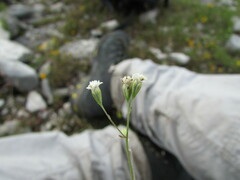 Florestina simplicifolia
