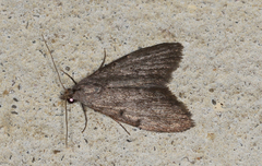 Nola pleurosema