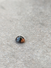 Exochomus nigripennis