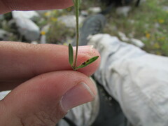 Florestina simplicifolia