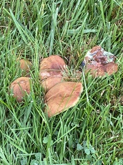 Suillus brevipes