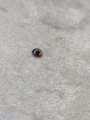 Exochomus nigripennis