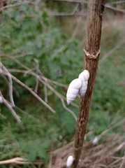 Brephulopsis cylindrica