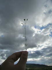 Florestina simplicifolia