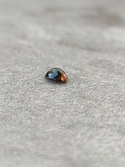 Exochomus nigripennis