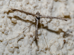 Michaelophorus indentatus