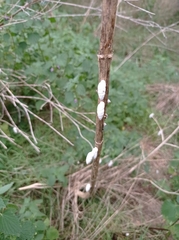 Brephulopsis cylindrica