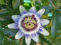 Passiflora caerulea
