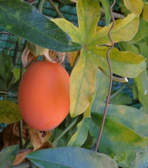 Passiflora caerulea