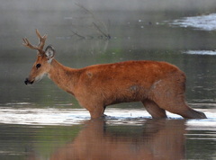 Blastocerus dichotomus