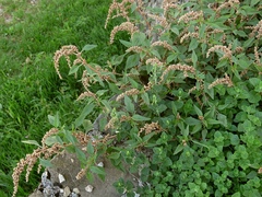 Amaranthus deflexus