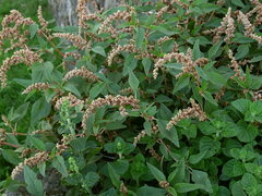Amaranthus deflexus