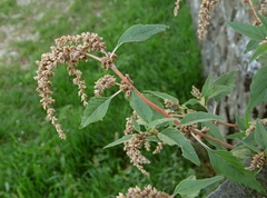 Amaranthus deflexus