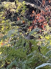 Prunella modularis occidentalis