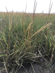 Sporobolus anglicus