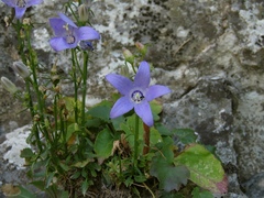 Campanula pyramidalis