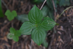 Phytomyza agromyzina group