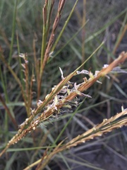 Sporobolus anglicus