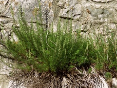 Artemisia alba
