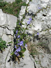 Campanula pyramidalis