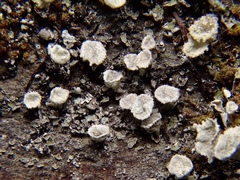Cladonia chlorophaea
