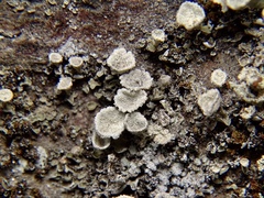 Cladonia chlorophaea