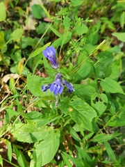 Campanulaceae
