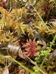 Sphagnum magellanicum