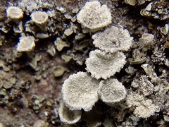 Cladonia chlorophaea