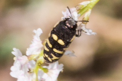 Acmaeodera alicia
