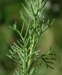 Artemisia alba