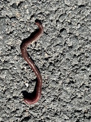 Lumbricus