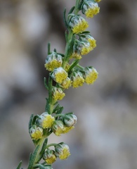 Artemisia alba